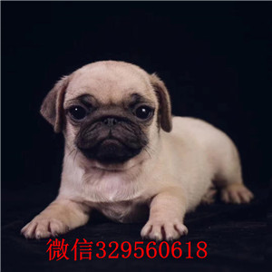 广州哪里有卖巴哥犬 巴哥犬价格 巴哥犬图片