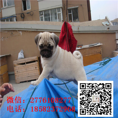 呼和浩特哪里有纯种巴哥幼犬出售  鹰版巴哥老