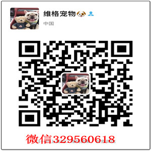 广州哪里卖巴哥犬  出售巴哥犬多少钱  广州巴