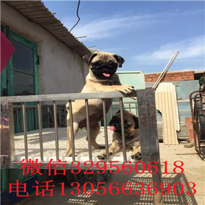 杭州哪里有卖巴哥犬的 巴哥犬多少钱 巴哥犬价格