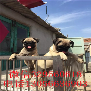 长沙巴哥哪里有卖多少钱一只 纯种巴哥犬