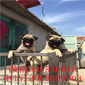 杭州哪里有卖巴哥犬的 巴哥犬多少钱 巴哥犬价格