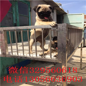 杭州哪里有卖巴哥犬的 巴哥犬多少钱 巴哥犬价格