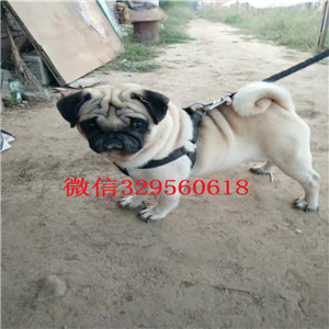  甘孜哪里出售巴哥犬幼犬甘孜哪里能买到健康的巴哥犬狗狗甘孜纯种巴哥犬