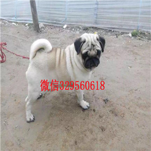  甘孜哪里出售巴哥犬幼犬甘孜哪里能买到健康