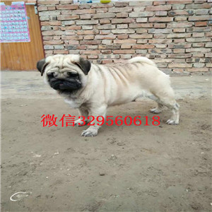  甘孜哪里出售巴哥犬幼犬甘孜哪里能买到健康的巴哥犬狗狗甘孜纯种巴哥犬