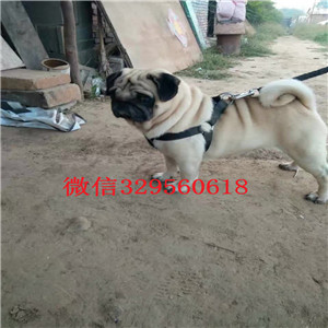  甘孜哪里出售巴哥犬幼犬甘孜哪里能买到健康的巴哥犬狗狗甘孜纯种巴哥犬