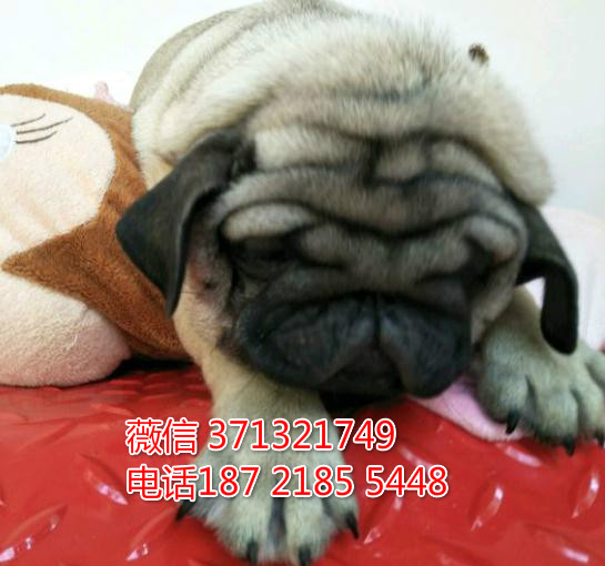 巴哥出售纯种幼犬，青岛巴哥犬出售 小型犬巴哥