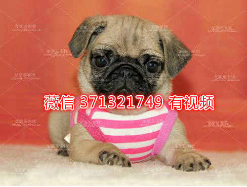 南京八哥犬出售，南京巴哥狗狗，犬舍出售迷你小巴