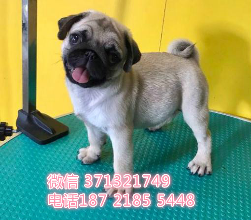 八哥犬出售，巴哥狗狗纯种幼犬 小型犬 西安犬舍