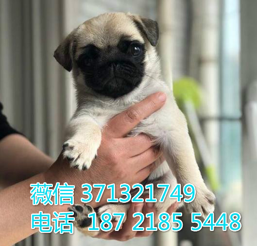 八哥犬出售纯种，小型犬 巴哥狗狗，品相好 气质好