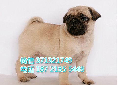 巴哥出售纯种幼犬大连巴哥犬出售 小型犬巴哥