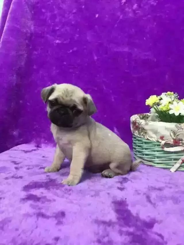 郑州鹰版八哥多少钱 郑州巴哥怎么卖的 郑州哪