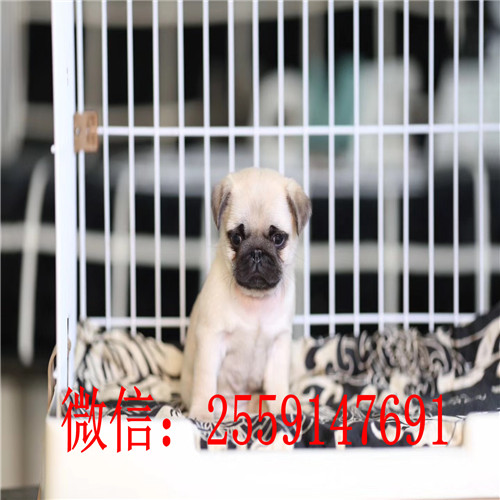 南京鹰版八哥怎么卖的 南京纯种八哥多少钱 南