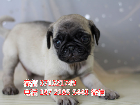 广州巴哥犬出售纯种幼犬 广州哪里有卖巴哥狗