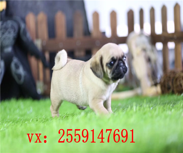 长沙哪里卖纯种八哥犬 长沙哪里卖的巴哥健康 