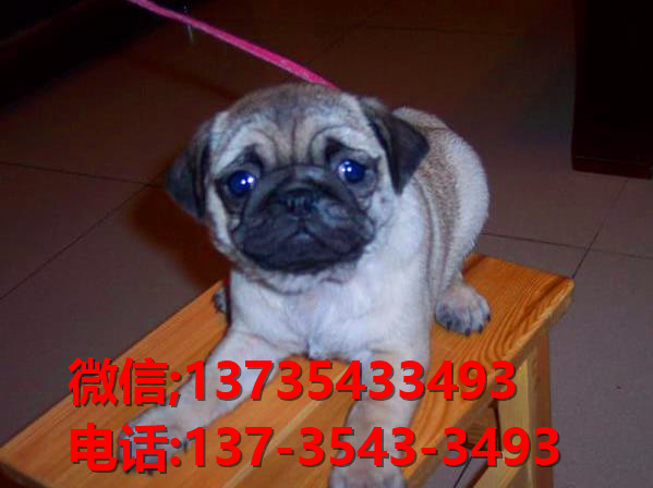 苏州宠物狗犬舍出售纯种巴哥犬 宠物网站信息