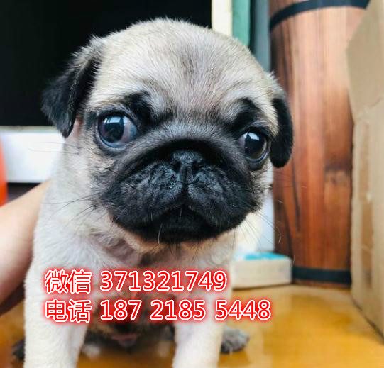 巴哥犬出售纯种幼犬 杭州犬舍狗场出售巴哥狗