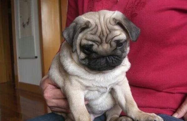 大连宠物狗犬舍出售纯种巴哥犬 哪里有八哥犬