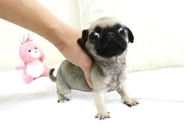 河池宠物狗犬舍出售纯种巴哥犬 小体巴哥哪里