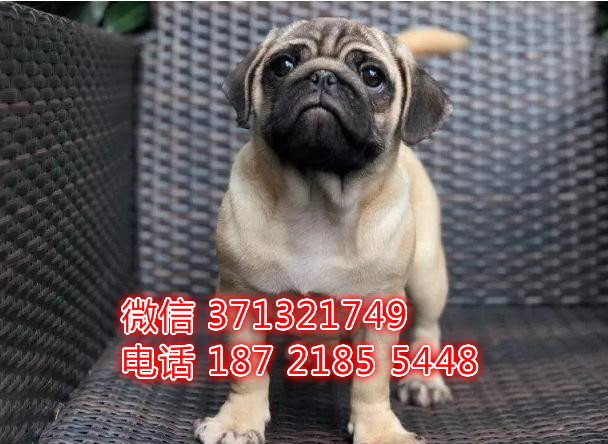 巴哥出售纯种 深圳犬舍出售巴哥狗狗 小型犬八