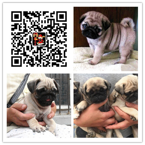 苏州纯种巴哥犬价格苏州哪里卖巴哥苏州出售巴