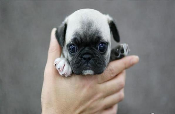 百色宠物狗犬舍出售纯种巴哥犬 小体巴哥哪里