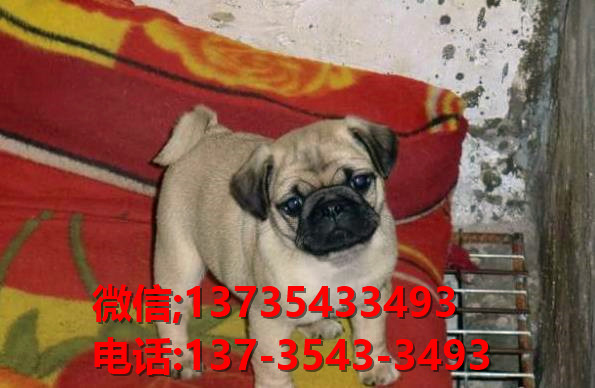 深圳宠物狗犬舍出售纯种巴哥犬 宠物网站信息领养卖狗 买狗