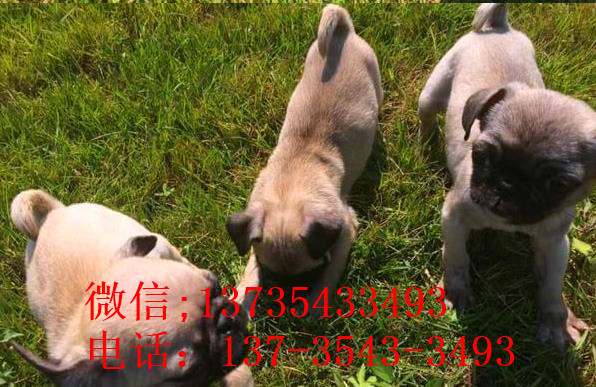 西安宠物狗狗出售纯种巴哥犬幼犬领养 宠物狗