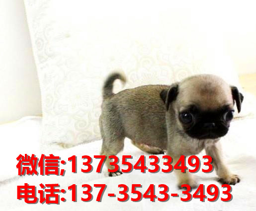 大连宠物狗犬舍出售纯种巴哥犬 宠物网站信息