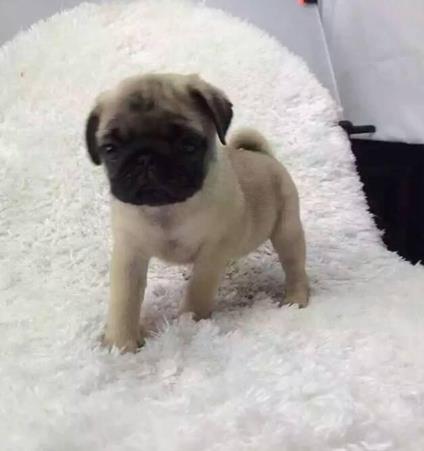 南京宠物狗狗出售纯种巴哥犬幼犬领养 宠物狗