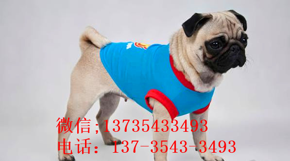 东营犬舍出售宠物狗市场买狗卖狗领养巴哥犬