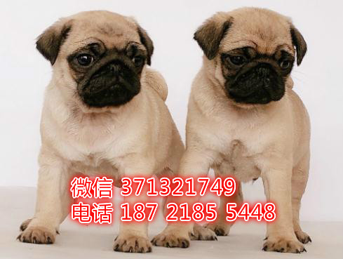 深圳狗场 巴哥犬出售纯种 深圳特价宠物狗狗专