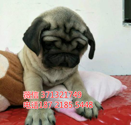 厦门犬舍出售巴哥狗狗纯种，小型犬八哥狗狗，包健