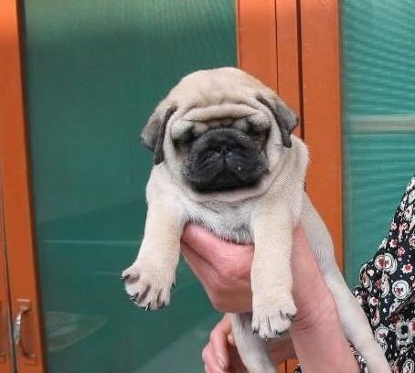 南京宠物狗犬舍出售纯种巴哥犬 哪里有八哥犬