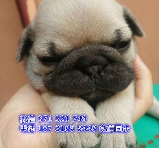 长沙特价巴哥犬出售纯种幼犬 长沙犬舍哪里有