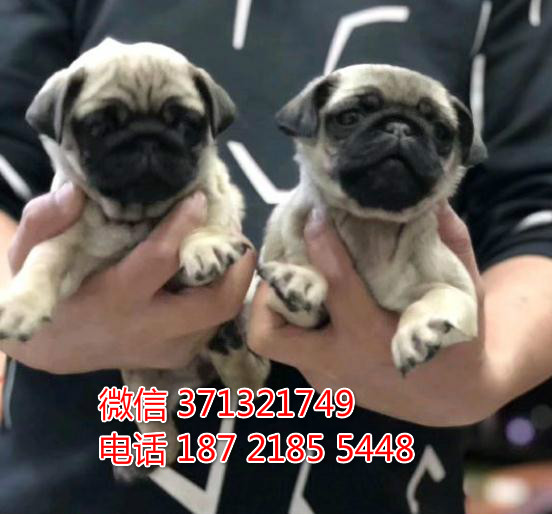 巴哥犬出售纯种幼犬杭州出售巴哥狗狗 杭州犬