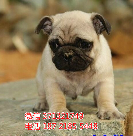 大连犬舍出售 巴哥犬幼犬狗狗 大连狗场在哪里