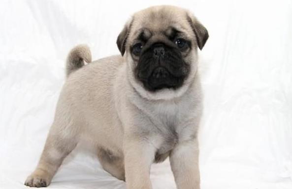 ?？诔栉锕饭啡岢鍪鄞恐职透缛?哪里有狗市