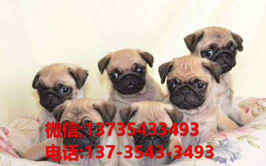 深圳宠物狗犬舍出售纯种巴哥犬 宠物网站信息