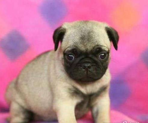 西安宠物狗犬舍 狗市场在哪 哪里有宠物狗领养