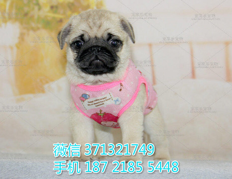 巴哥出售纯种 小型犬八哥狗狗 南京犬舍在哪里