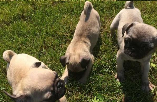 厦门宠物狗狗犬舍出售纯种巴哥犬 哪里有狗市