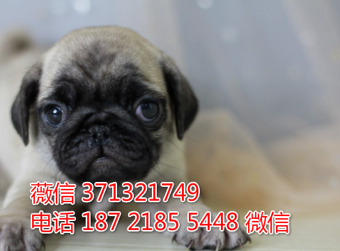 巴哥出售纯种幼犬小型巴哥广州犬舍出售巴哥