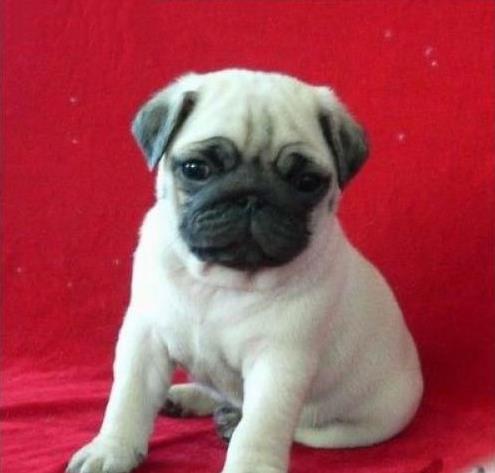 广安犬舍出售宠物狗市场买狗卖狗领养巴哥犬