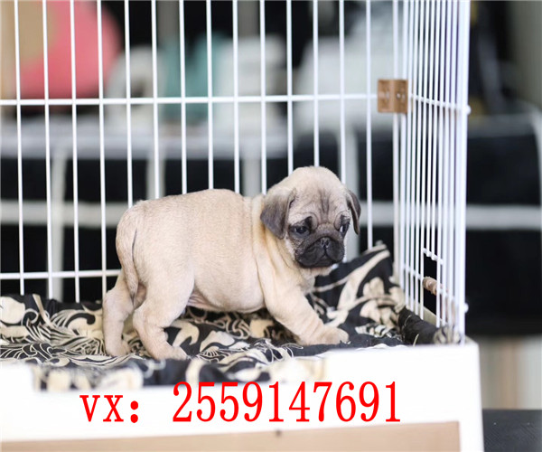 苏州纯种巴哥价格 苏州哪里卖八哥犬 苏州哪里