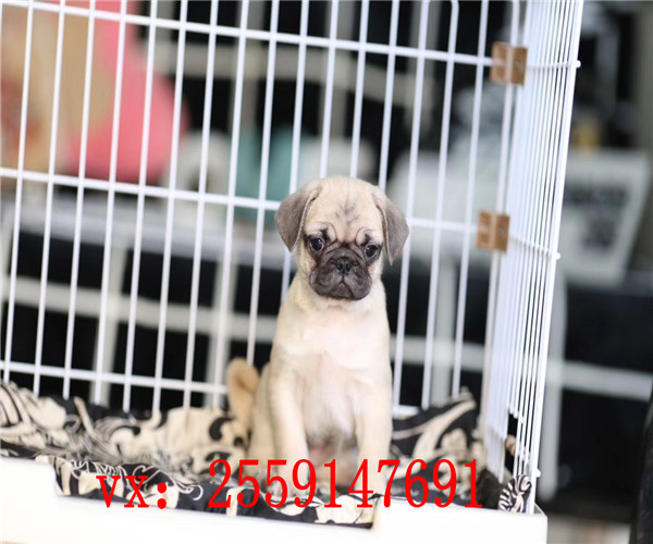 西安哪里卖便宜的巴哥犬 西安巴哥多少钱 西安