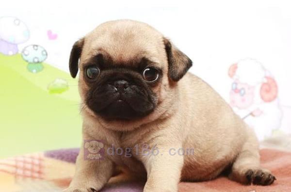 广州宠物狗狗出售纯种巴哥犬幼犬领养 宠物狗市场在哪卖狗