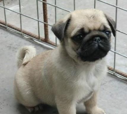 合肥宠物狗犬舍出售纯种巴哥犬 哪里有八哥犬