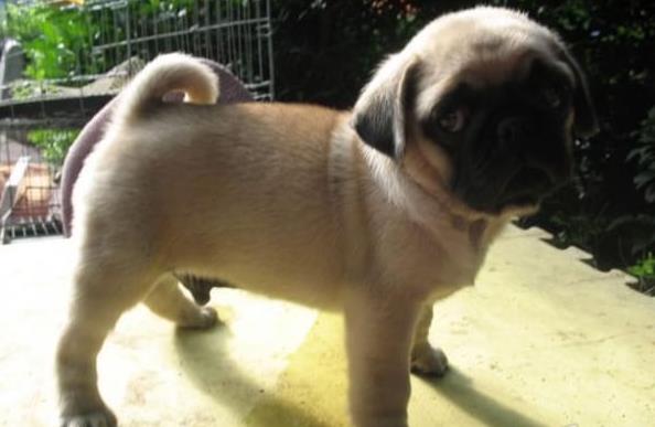 广州宠物狗狗犬舍出售纯种巴哥犬 哪里有狗市